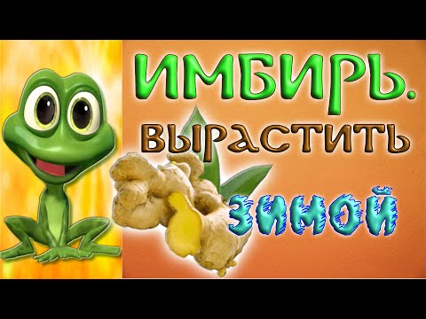 Видео: ВЫРАЩИВАЮ ИМБИРЬ ЗИМОЙ, ДОМА В ГОРШКЕ.  Всем здравия!