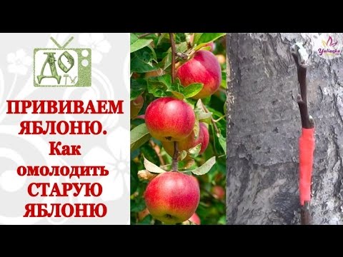 Видео: Прививка ЯБЛОНИ. Как ОМОЛОДИТЬ старую ЯБЛОНЮ. Простой способ от DelaOgorodnieTV