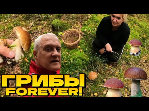 Видео: Собираем Белые Грибы и подосиновики. Осенний лес | Латвия