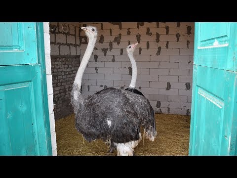 Видео: Страусы в возрасте 1,6 года