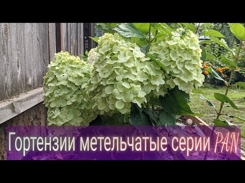 Видео: 20 августа 2023 г. 💮💮💮‼️‼️‼️Первый сезон в моем саду/ 6 сортов🌱🌱🌱