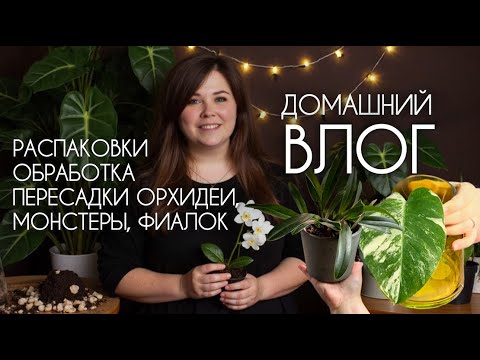 Видео: ВЛОГ: распаковки, обработки, пересадка орхидеи, монстеры, фиалок