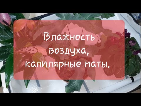 Видео: Влажность воздуха для комнатных растений и капилярные маты, их использование.