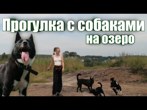 Видео: С собаками в лес на озеро, уже с квадроциклом