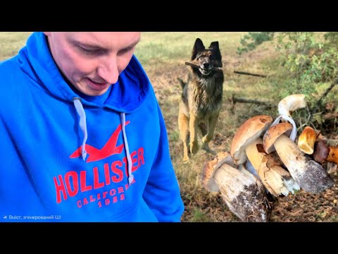 Видео: Вівчарка знайшла НАЙБІЛЬШИЙ гриб! | Наші Пригоди в Лісі 🌲