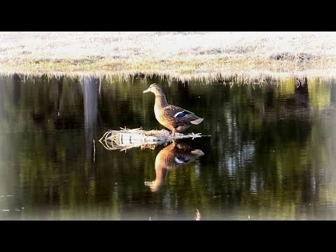 Видео: Что делать если подсадная утка молчит на охоте!?