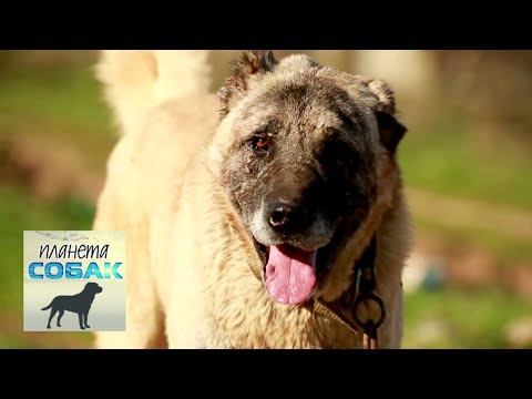 Видео: Кангал. Планета собак 🌏 Моя Планета