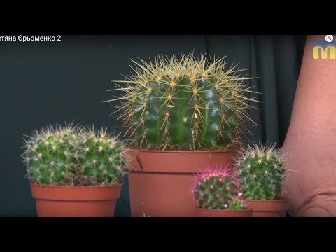 Видео: 23.04.2019. Новий день. День любителів кактусів: поради флористки по догляду за цією рослиною