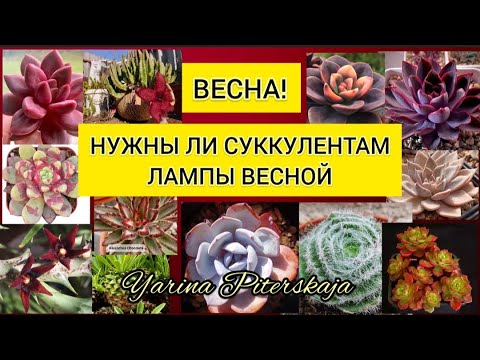 Видео: Весна! Нужны ли суккулентам лампы весной.