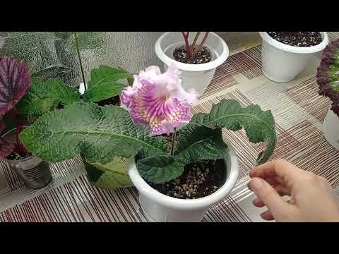 Видео: Обзор моих бегоний.