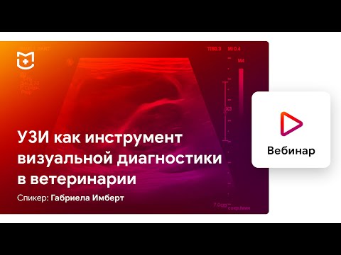 Видео: УЗИ как инструмент визуальной диагностики в ветеринарии