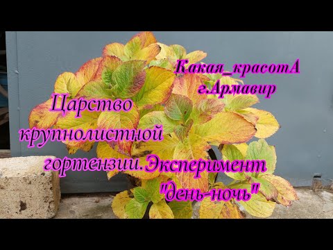 Видео: Подготовка крупнолистной гортензии к зиме.Игра со светом.04.11.24