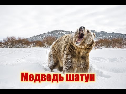 Видео: Медведь шатун