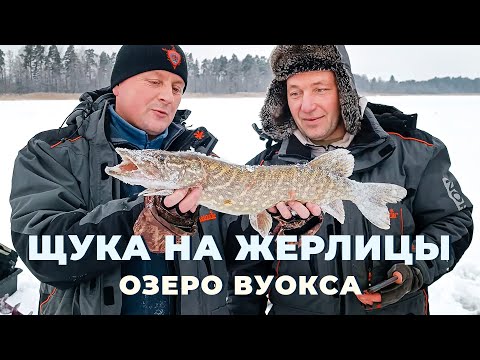 Видео: Щука на жерлицы - Озеро Вуокса рыбалка на щуку