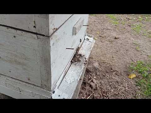 Видео: Пчелки бакфаст продолжают активно заготавливать корма для зимовки и весеннего развития. 