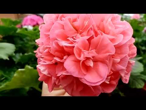 Видео: Теплица. Навестим пеларгонии и яркие, волшебные колеусы.