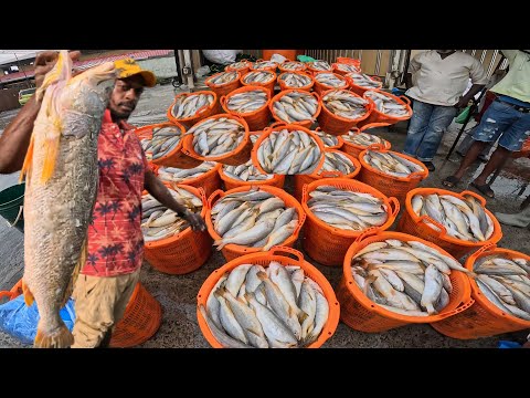 Видео: Крупнейший рыбный рынок Гайаны. Шопинг