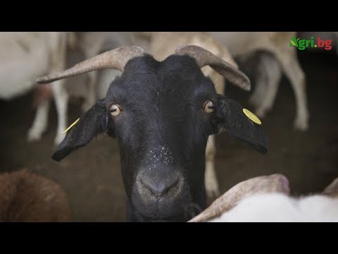 Видео: Животновъд за сушата: Трябва държавна помощ, за да оцелеят животните