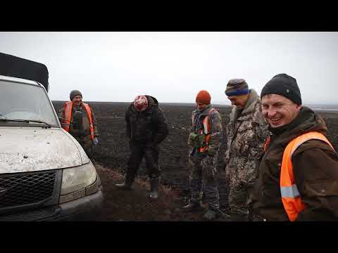 Видео: атмосфера охоты .  загонная охота на копытных