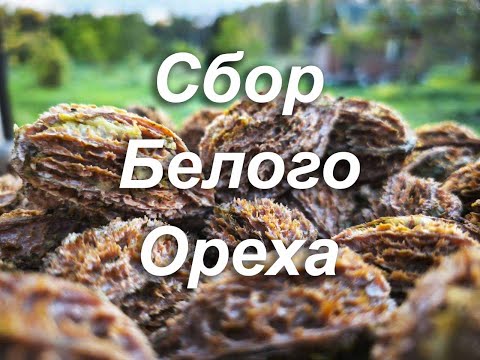 Видео: Сбор белого ореха