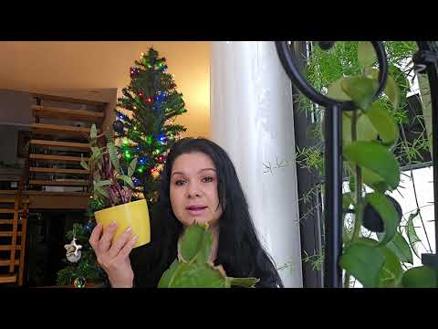 Видео: Ледебурия.Комнатные растения.Уход и содержание #влог #цветы #растения #обзор#