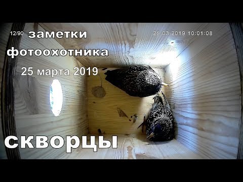 Видео: Скворцы 25 марта 2019 года