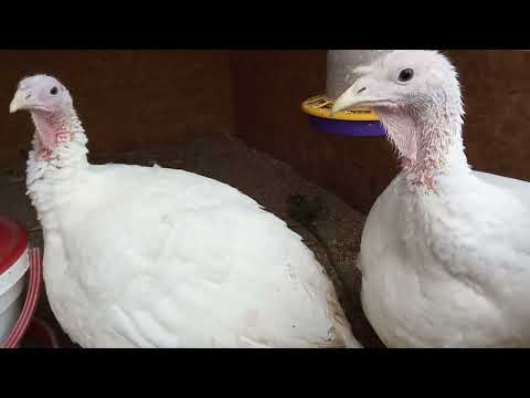 Видео: Мой опыт выращивания индюка биг-6.