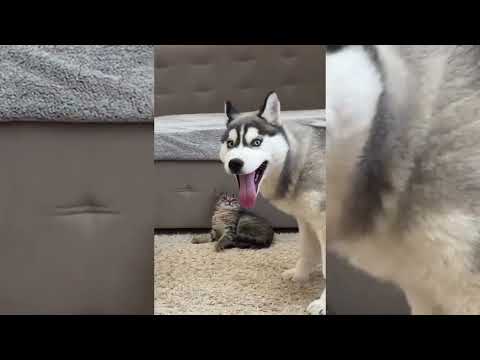 Видео: Смешные коты и собачки чтобы поднять вам настроение !