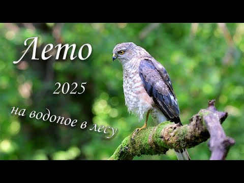 Видео: Лесной водопой. Лето 2025