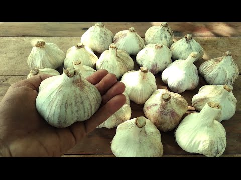 Видео: АЗЫ ПОСАДКИ ОЗИМОГО ЧЕСНОКА