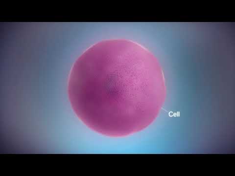 Видео: Нәруыз биосинтезі | Қазақша | Транскрипция мен Трансляция | 2 минутта