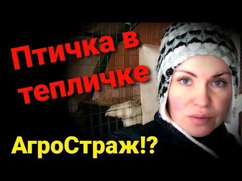 Видео: Осушитель подстилки Агростраж. Курятник из теплицы