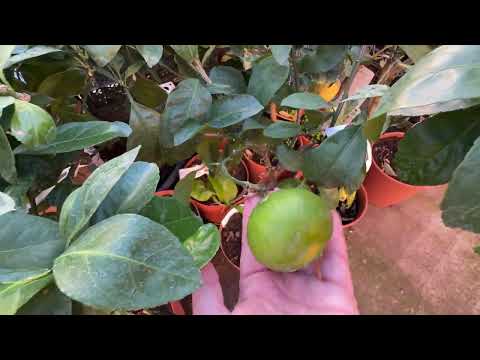 Видео: Вечерок в нашем питомнике 💛☀️🍋