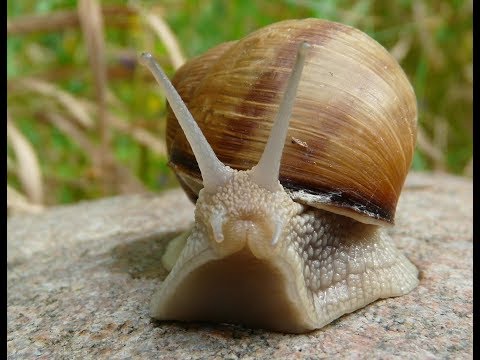 Видео: Виноградная улитка и интересные факты о ней