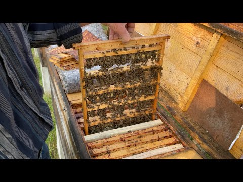 Видео: Сім‘я вихователька (03.06.2023 р.)