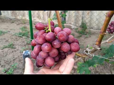 Видео: Поздравляем Виталия с Днём Рождения.Обзор его Виноградника.