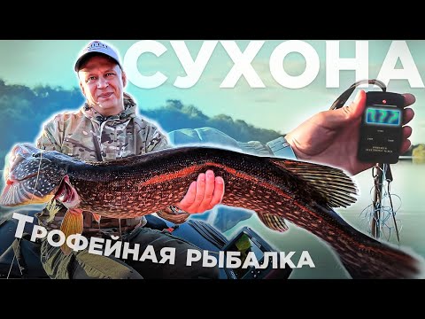 Видео: Мой первый ТРОФЕЙ пойман! Щука рвёт приманки в клочья. Рыбалка на реке Сухона. Устье-Вологодское.