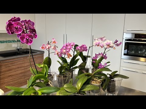 Видео: Орхидеи Парфюмерные фабрики! Особенности ухода, сложно ли выращивать и почему погибают?