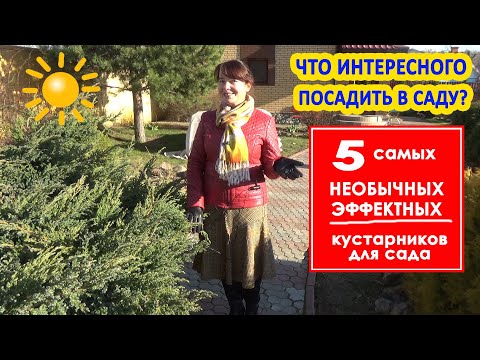 Видео: 5 НЕОБЫЧНЫХ КУСТАРНИКОВ для САДА и ДАЧИ! Редкие, красивые, эффектные! Изюминки для сада!