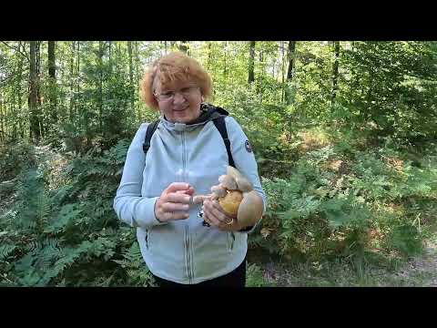 Видео: По ГРИБИ з друзями ВЕСЕЛІШЕ!..На биточки ГРИБІВ назбирали Потішили БІЛЯКИ! 🍄