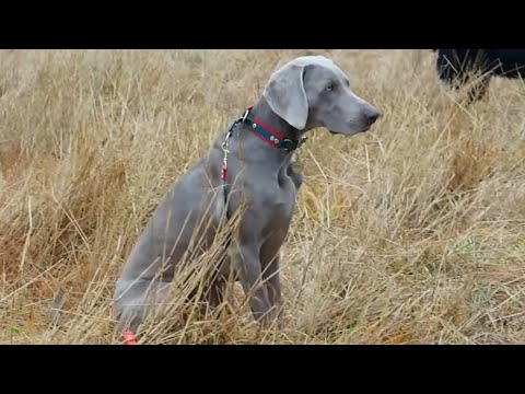 Видео: Догтренинг 517. Блистательная   веймаранер Вайга. Преданность, азарт, работоспособность