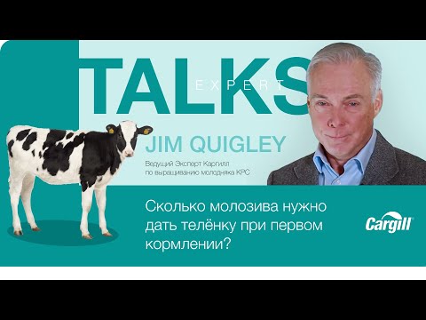 Видео: Сколько молозива нужно дать телёнку при первом кормлении?