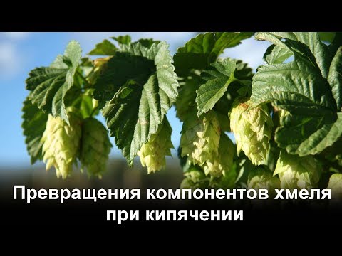 Видео: Превращения хмеля при кипячении