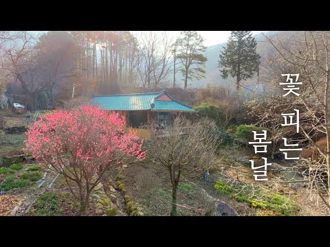Видео: Сад оживает красками весны🎨 | Садоводство днем, шитье ночью