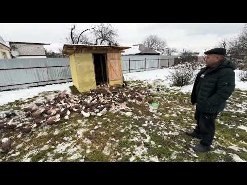 Видео: Голуби Николаевские в эвакуации