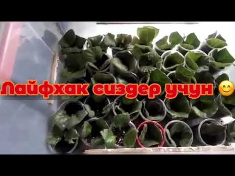 Видео: Фиалка гулдорун КАНТИП остуруу Керек |КАК ВЫРАСТИТЬ ФИАЛКУ ИЗ ЛИСТИКА|УКОРЕНЕНИЕ РАЗМНОЖЕНИЕ|#чаувай