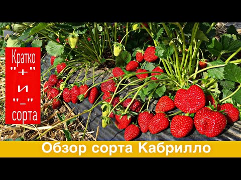 Видео: Обзор сорта клубники Кабрилло