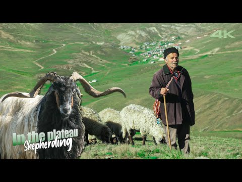 Видео: Стадо овец и коз высокогорного пастуха Мусы | Документальный ▫️4K▫️