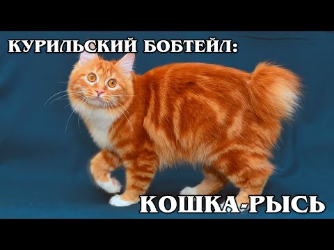 Видео: КУРИЛЬСКИЙ БОБТЕЙЛ: Гибрид сибирской кошки и японского бобтейла | Интересные факты про породы кошек