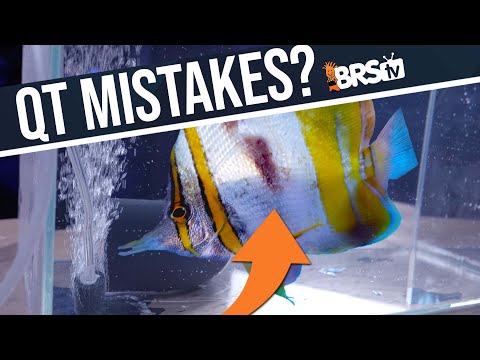 Видео: Заблуждения о карантине морской рыбы... То, что вам говорили, может быть НЕВЕРНО. Эпизод: 3